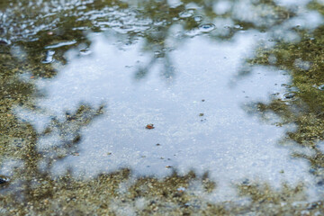 雨の後の水たまりに映る木の葉03