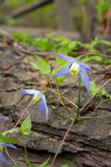 Beautiful purple flowers of wild Clematis occidentalis with foliage grows in the wild, vining around the fallen tree log, known by the common names western blue virginsbower or purple clematis.