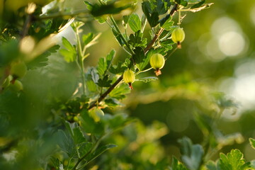 Clusters of small, green gooseberries hang from a branch surrounded by lush green leaves. The warm...