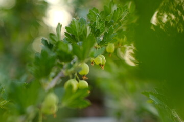 Clusters of small, green gooseberries hang from a branch surrounded by lush green leaves. The warm sunlight bathes the garden in a soft glow, enhancing the vibrant colors.
