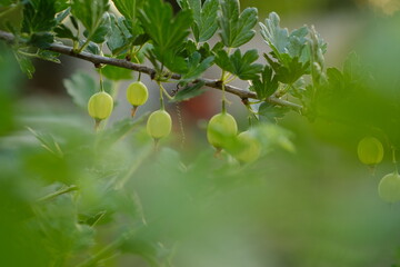 Clusters of small, green gooseberries hang from a branch surrounded by lush green leaves. The warm...