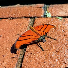 butterfly on the wall