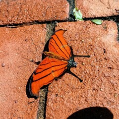 butterfly on a wall
