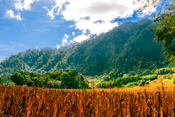 Dry cornfield stretches beneath a forested mountain and dramatic clouds in rural Guatemala, evoking...