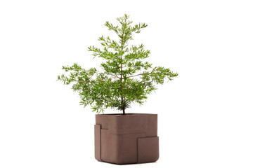Flower decorative plant in flower pot isolated on white