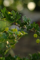 Gooseberries growing on a branch in a garden during late afternoon light by a warm summer day