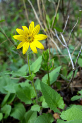 A single bright yellow Heart-leaf Arnica (Arnica cordifolia) blooms on the forest floor in early spring, surrounded by natural ground cover among green foliage.