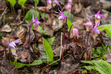 Tiny pink flowers of Calypso bulbosa, known as the calypso orchid, fairy slipper or Venus's slipper. It is a perennial member of the orchid family found in undisturbed northern and montane forests.
