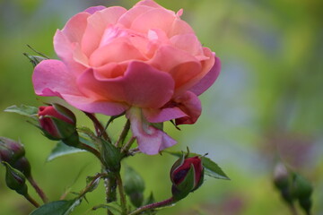 pink rose in garden