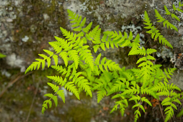 Cystopteris fragilis, commonly known as brittle bladder-fern or common fragile fern, grows delicately on a shaded, moist mossy rock surface in a woodland environment.