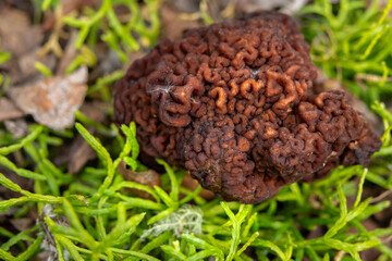 Brain-like cap of the False Morel (Gyromitra esculenta) emerges from the forest floor among decaying leaves, branches, and grass. Unique texture of toxic wild mushroom in natural woodland environment.