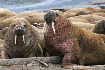 Walruses Svalbard