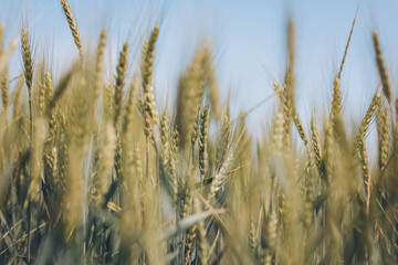 Obraz premium A field of wheat. Green wheat field on sunny day. Ripe ears of meadow wheat field. Ears of green wheat close up.