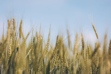 A field of wheat. Green wheat field on sunny day. Ripe ears of meadow wheat field. Ears of green wheat close up.