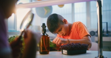 Elementary School Boy Sitting at the Table, Growing Experimental Microgreens, Using Tweezer and...