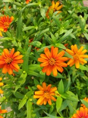 orange chrysanthemum flowers