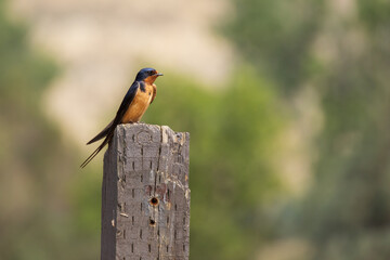 Barn swallow on a wooden post