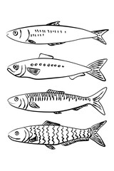 Collection of hand drawn sardine fish illustration in black. Stylized set perfect for seafood packaging, retro labels, restaurant menus and nautical-themed designs