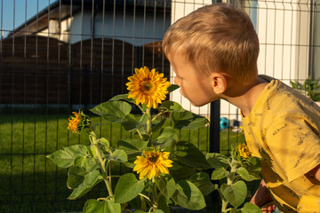Curious little boy in yellow t-shirt smelling blooming sunflower in backyard garden during golden...