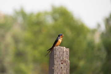 Barn swallow on a wooden post