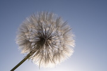 Single trapogon dandelion illuminated by soft sunlight at sunset