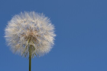 Close-up of a fluffy dandelion seed head against a clear blue sky on a sunny day. Tragopogon fading.