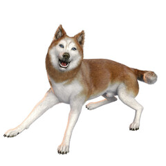 3D rendered fantasy husky dog isolated on transparent background