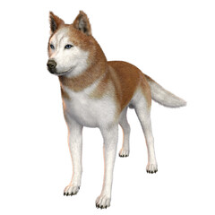 3D rendered fantasy husky dog isolated on transparent background