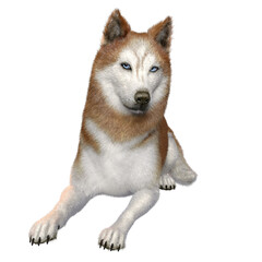 3D rendered fantasy husky dog isolated on transparent background