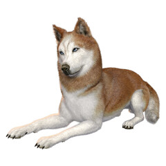 3D rendered fantasy husky dog isolated on transparent background