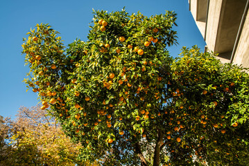 A tree with many oranges hanging from it