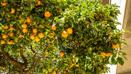 A tree with many oranges hanging from it