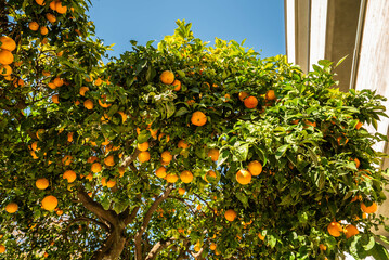 A tree with many oranges hanging from it