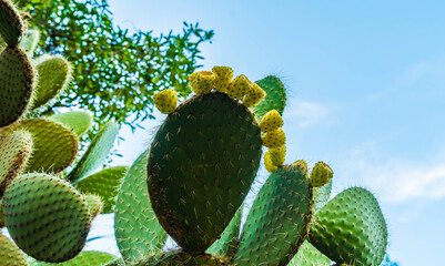 A cactus with yellow flowers is growing in the shade