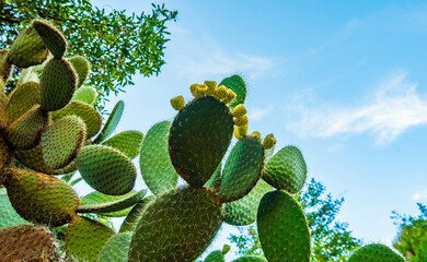 A cactus with yellow flowers is growing in the shade
