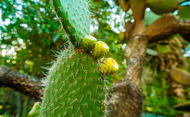 A cactus with three yellow flowers on it