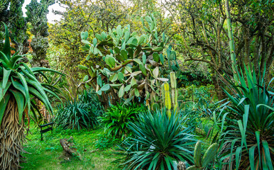A lush green garden with a variety of plants including cacti and palm trees
