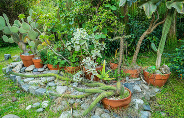 A row of potted plants with a variety of plants including cacti and succulents