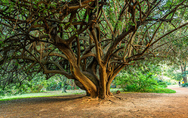 A large tree with a trunk that is brown and has a few bumps