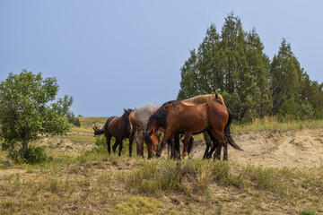 Wild horses at Theodore Roosevelt National Park, North Dakota