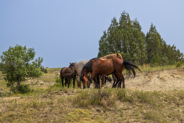 Wild horses at Theodore Roosevelt National Park, North Dakota