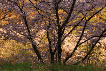 夜明けの薄霧かかる桜