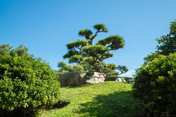 A large tree. The tree is surrounded by bushes.