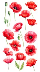 Obraz premium Red Poppies Watercolor Collection.