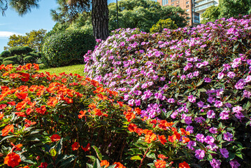 A garden with a variety of flowers including red and purple