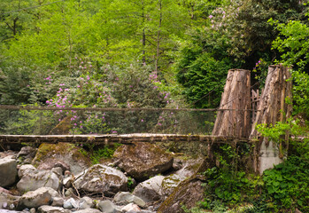 Rustic wooden suspension vine bridge in lush forest. Rocky stream in a dense green forest. The...