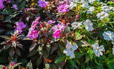 A bunch of white flowers with pink flowers in the background