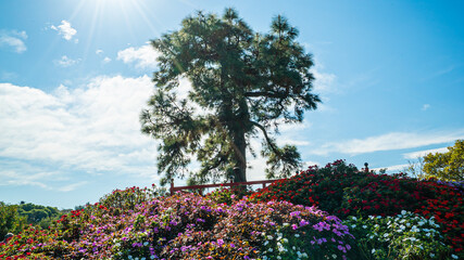 A tree is in the middle of a field of flowers