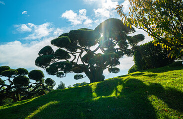 A large tree. The tree is surrounded by bushes.