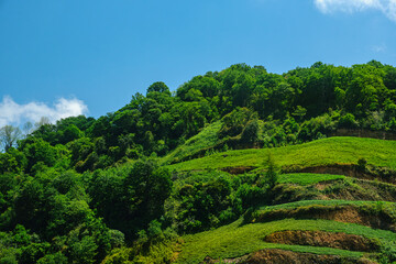 Verdant tea plantation on mountain slopes under blue sky. Lush green tea fields in the Black Sea...